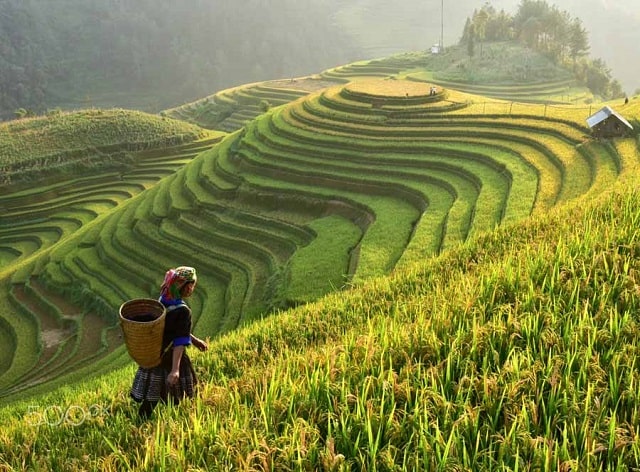 Vì sao khu vực Đông Nam Á lại sản xuất được nhiều lúa gạo và top đơn vị sản xuất lúa gạo hàng đầu Việt Nam